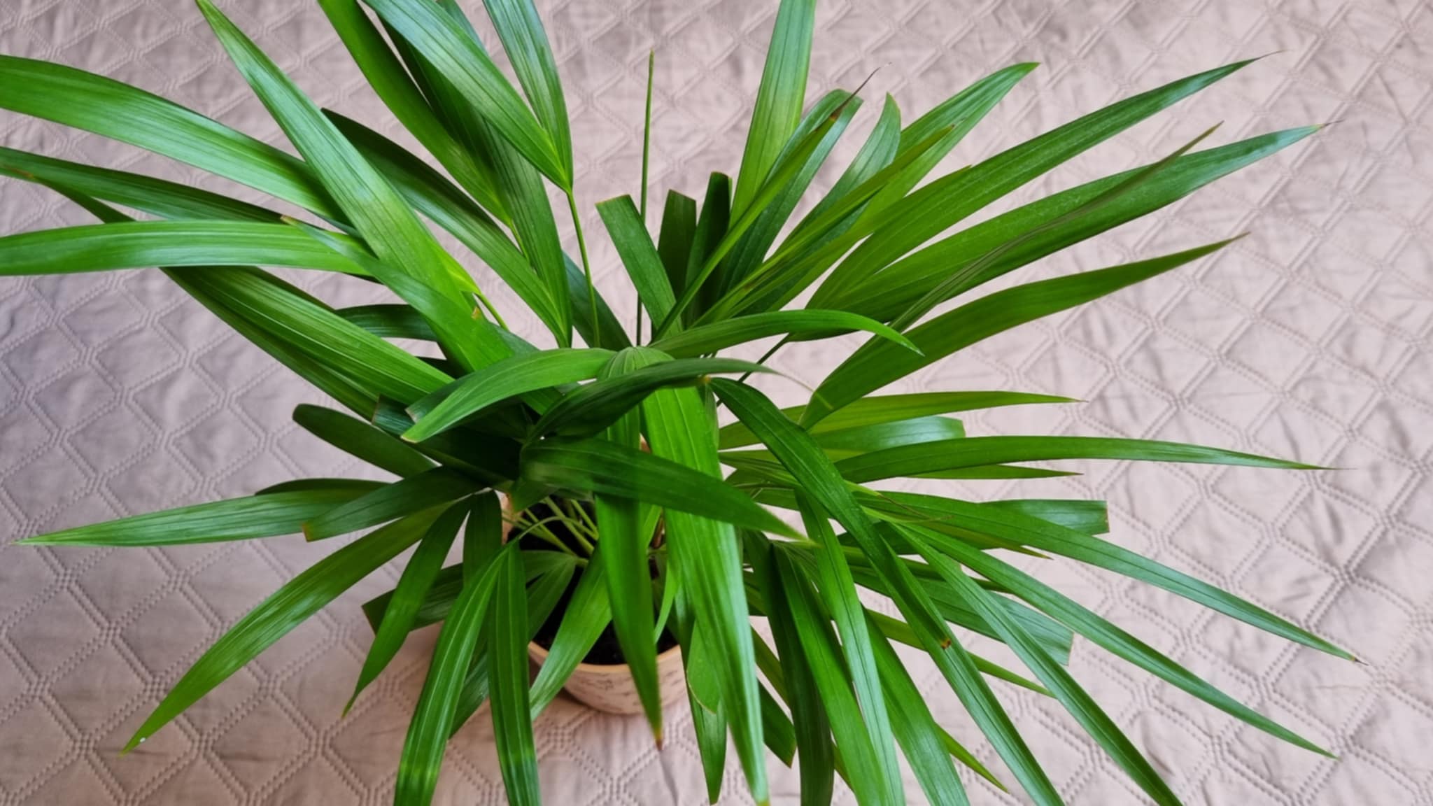 Kentia Palm